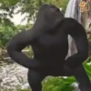Monkeys Dancing .mov 6