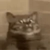 Gatinhos misturados 5
