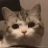 Gatinhos misturados 6