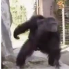 Monkeys Dancing .mov 9
