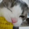 Gatinhos misturados 7