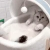 Gatinhos misturados 8