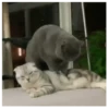 Gatitos(Cute) ❥ ︎ͫ1 Movi 12