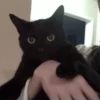 Gatinhos misturados 9
