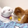 Gatinhos misturados 10