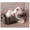 Gatitos(Cute) ❥ ︎ͫ1 Movi 13