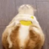 Gatinhos misturados 11