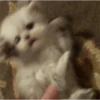 Gatinhos misturados 12