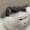 Gatinhos misturados 13