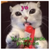 Gatitos(Cute) ❥ ︎ͫ1 Movi 14
