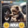 Hola!Perrito Lindo 1 Movi 12