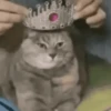 Gatinhos misturados 14