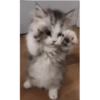 Gatitos(Cute) ❥ ︎ͫ1 Movi 15