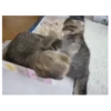 Gatitos(Cute) ❥ ︎ͫ1 Movi 16