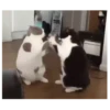 Gatitos(Cute) ❥ ︎ͫ1 Movi 17