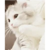 Gatitos(Cute) ❥ ︎ͫ1 Movi 18