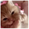 Gatitos(Cute) ❥ ︎ͫ1 Movi 19
