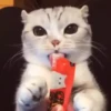 Gatinhos misturados 15