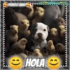 Hola!Perrito Lindo 1 Movi 17