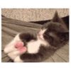 Gatitos(Cute) ❥ ︎ͫ1 Movi 21