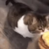 Gatinhos misturados 16