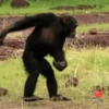 Monkeys Dancing .mov 15