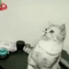 Gatinhos misturados 17