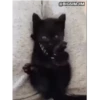 Gatitos(Cute) ❥ ︎ͫ1 Movi 22