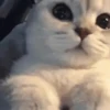 Gatinhos misturados 18