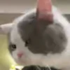 Gatinhos misturados 19