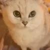 Gatinhos misturados 20