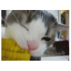 Gatitos(Cute) ❥ ︎ͫ1 Movi 23