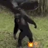 Monkeys Dancing .mov 18