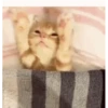 Gatitos(Cute) ❥ ︎ͫ1 Movi 24