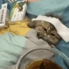 Gatinhos misturados 21