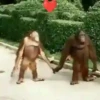 Monkeys Dancing .mov 21