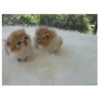 Gatitos(Cute) ❥ ︎ͫ1 Movi 26