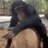 Monkeys Dancing .mov 22