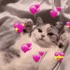 Gatinhos misturados 22