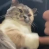 Gatinhos misturados 23