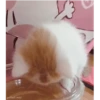 Gatitos(Cute) ❥ ︎ͫ1 Movi 27