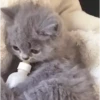 Gatinhos misturados 24