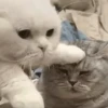 Gatinhos misturados 25