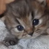 Gatinhos misturados 26