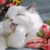 Gatinhos misturados 27