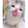 Gatitos(Cute) ❥ ︎ͫ1 Movi 28