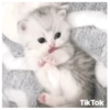 Gatitos(Cute) ❥ ︎ͫ1 Movi 29