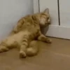 Gatinhos misturados 28