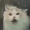 Gatinhos misturados 29