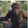 Monkeys Dancing .mov 27